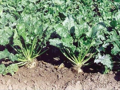 šećerna repa šećerna repa