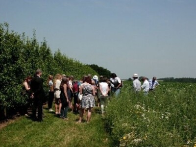 Polje šećerne repe