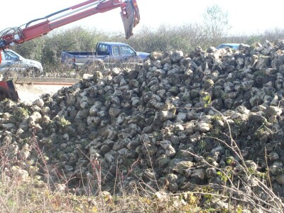 šećerna repa šećerna repa