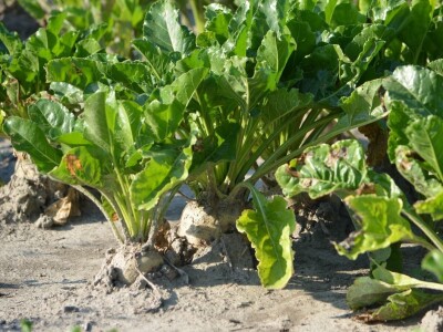 Miroslav Božić Miroslav Božić