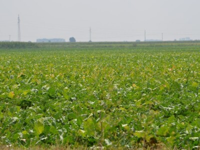 Miroslav Božić Miroslav Božić