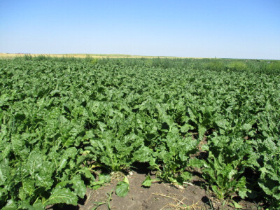 Šećerna repa i suša