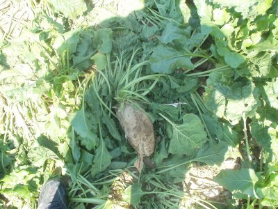 šećerna repa šećerna repa