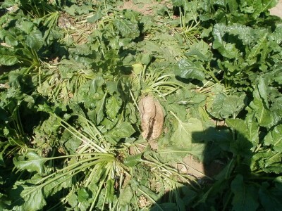 šećerna repa šećerna repa