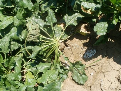 šećerna repa šećerna repa