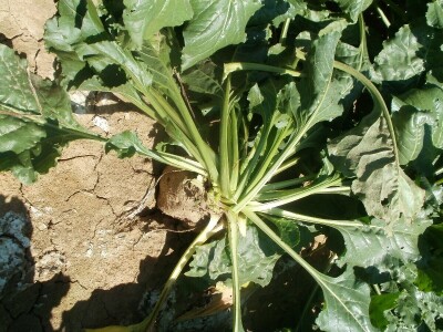 šećerna repa šećerna repa