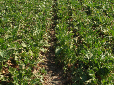 Dan polja KWS šećerne repe