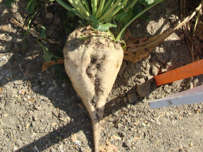 Dan polja KWS šećerne repe