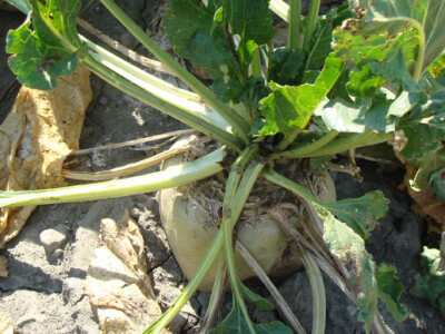 Dan polja KWS šećerne repe