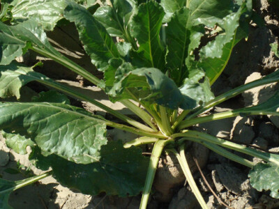 Dan polja šećerne repe Tvornice šećera Viro