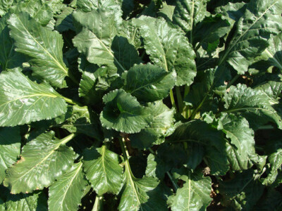 Dan polja šećerne repe Tvornice šećera Viro