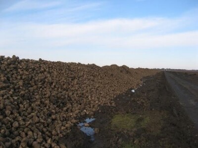 Šećerna repa - prizma