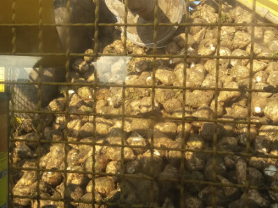 Vađenje šećerne repe Vađenje šećerne repe