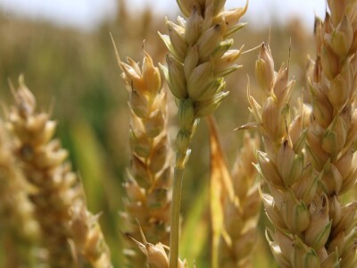 Sedma sila u Rugvici kod BC Instituta