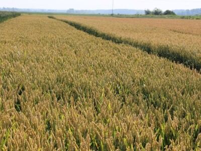 Sedma sila u Rugvici kod BC Instituta