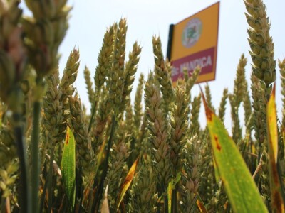 Sedma sila u Rugvici kod BC Instituta