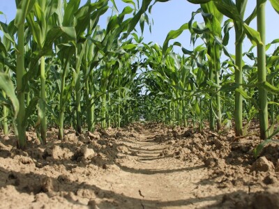 Sedma sila u Rugvici kod BC Instituta