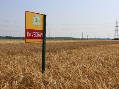 Sedma sila u Rugvici kod BC Instituta