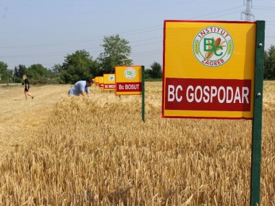 Sedma sila u Rugvici kod BC Instituta