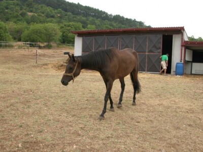 Sedmogodišnja kobila Alfa Polaris na ranču Majić-Zec