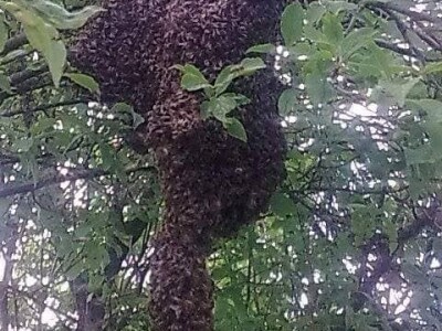 Sedmogodišnji blizanci Mia i Filip od treće godine uče o pčelarstvu