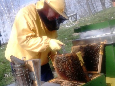 Pregled košnica Pregled košnica