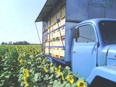 Seleći pčelinjak na suncokretu Seleći pčelinjak na suncokretu