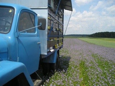 Još jedna dobra pčelinja paša Još jedna dobra pčelinja paša