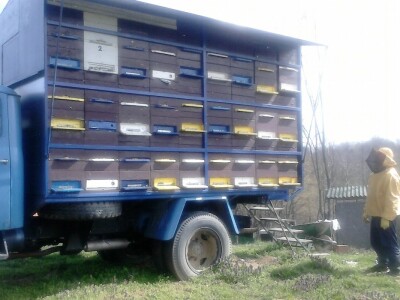 Od prvih šest do sto košnica pčela Od prvih šest do sto košnica pčela