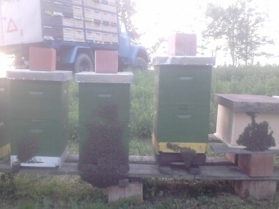 Dobro razvijene pčelinje zajednice Dobro razvijene pčelinje zajednice