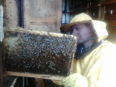 Lani pedesetak kilograma meda po košnici Lani pedesetak kilograma meda po košnici