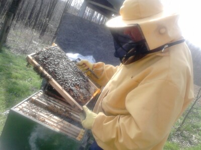 Hoće li ove godine ranije početi vrcanje meda Hoće li ove godine ranije početi vrcanje meda