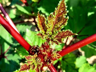 Šehiza Duraković Salkić: Najveća satisfakcija nam je kada naše članice proizvedu svoje povrće