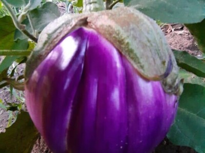 Šehiza Duraković Salkić: Najveća satisfakcija nam je kada naše članice proizvedu svoje povrće