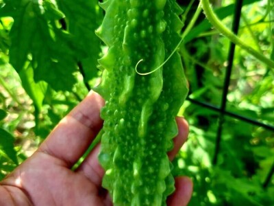 Šehiza Duraković Salkić: Najveća satisfakcija nam je kada naše članice proizvedu svoje povrće