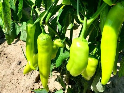 Šehiza Duraković Salkić: Najveća satisfakcija nam je kada naše članice proizvedu svoje povrće