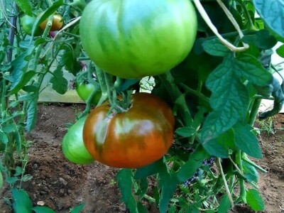 Šehiza Duraković Salkić: Najveća satisfakcija nam je kada naše članice proizvedu svoje povrće