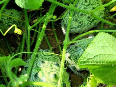 Šehiza Duraković Salkić: Najveća satisfakcija nam je kada naše članice proizvedu svoje povrće