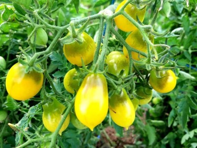 Šehiza Duraković Salkić: Najveća satisfakcija nam je kada naše članice proizvedu svoje povrće