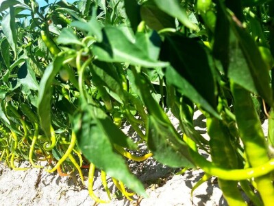 Šehiza Duraković Salkić: Najveća satisfakcija nam je kada naše članice proizvedu svoje povrće