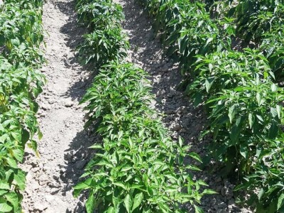 Šehiza Duraković Salkić: Najveća satisfakcija nam je kada naše članice proizvedu svoje povrće