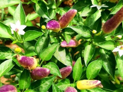 Šehiza Duraković Salkić: Najveća satisfakcija nam je kada naše članice proizvedu svoje povrće