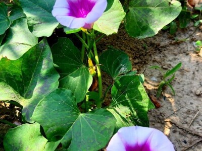 Šehiza Duraković Salkić: Najveća satisfakcija nam je kada naše članice proizvedu svoje povrće