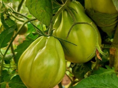 Šehiza Duraković Salkić: Najveća satisfakcija nam je kada naše članice proizvedu svoje povrće