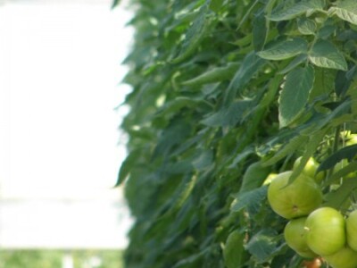 Se-kra d.o.o. prezentacija traktora Kubota i Tortella kopača na OPG Štikavac