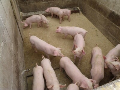 Se-kra d.o.o. prezentacija traktora Kubota i Tortella kopača na OPG Štikavac