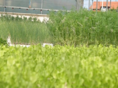 Se-kra d.o.o. prezentacija traktora Kubota i Tortella kopača na OPG Štikavac