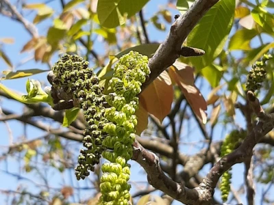 Selo Grabovica