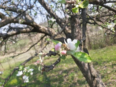 Selo Grabovica