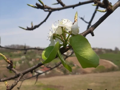 Selo Grabovica